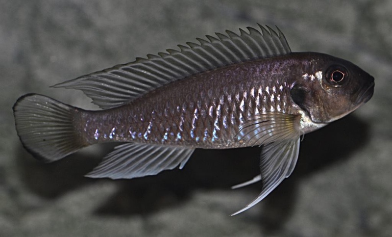 Triglachromis otostigma